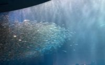 「自宅で魚を飼い始めたい！」 家族に理解してもらうための説明手順と方法とは？