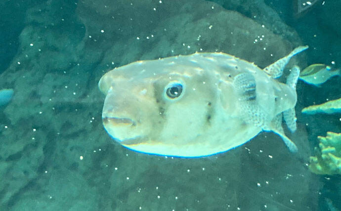 「自宅で魚を飼い始めたい！」 家族に理解してもらうための説明手順と方法とは？