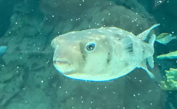 「「自宅で魚を飼い始めたい！」 家族に理解してもらうための説明手順と方法とは？」の画像