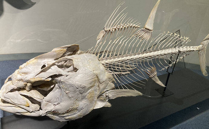 「自宅で魚を飼い始めたい！」 家族に理解してもらうための説明手順と方法とは？