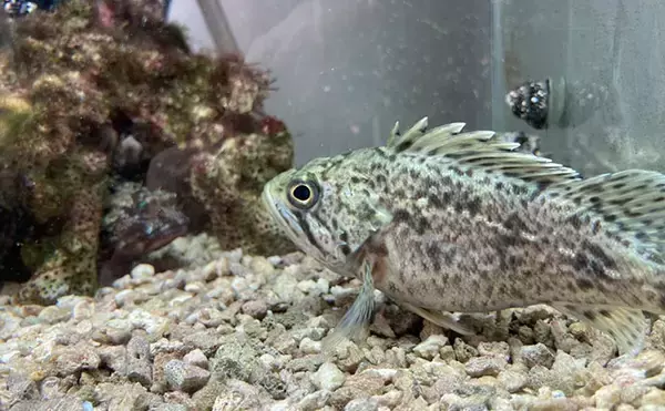 「「自宅で魚を飼い始めたい！」 家族に理解してもらうための説明手順と方法とは？」の画像