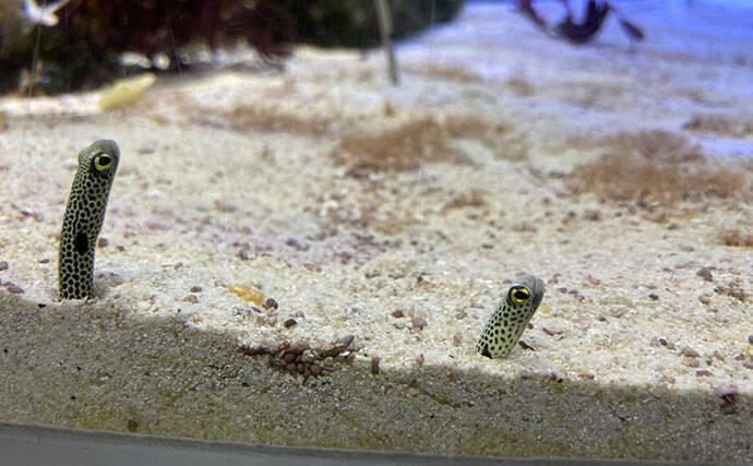 「自宅で魚を飼い始めたい！」 家族に理解してもらうための説明手順と方法とは？
