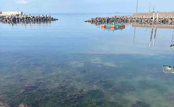 「初夏の大阪湾沿岸カサゴゲーム攻略法　【藻場の釣り方・ポイント・時間帯を解説】」の画像