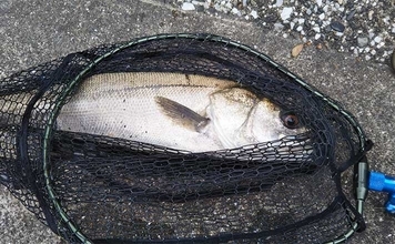 ランディングネットのお手入れ術　自然環境にも配慮した臭い対策とは？