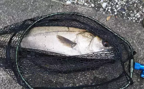 ランディングネットのお手入れ術　自然環境にも配慮した臭い対策とは？