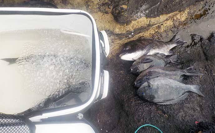 城ヶ島での磯フカセ釣りで36cmメジナ顔出し【神奈川】好ゲストに1.5kg級クロダイ