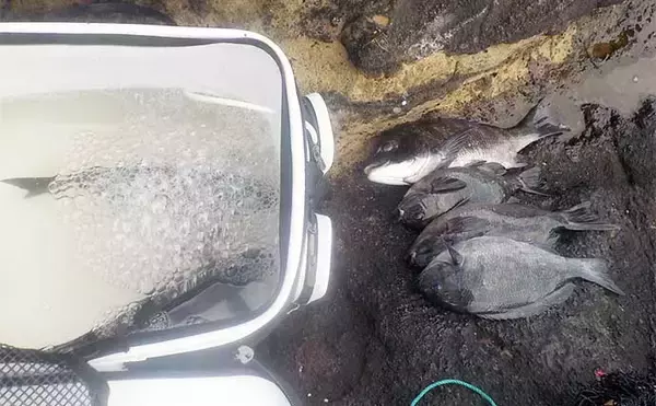 「城ヶ島での磯フカセ釣りで36cmメジナ顔出し【神奈川】好ゲストに1.5kg級クロダイ」の画像