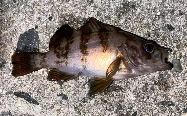 「フロートリグでのメバリングで25cmメバルをキャッチ【広島】巻かずに流すが正解？」の画像