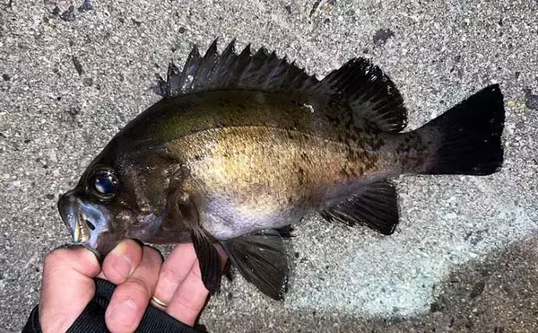 「フロートリグでのメバリングで25cmメバルをキャッチ【広島】巻かずに流すが正解？」の画像