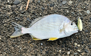 ネット通販の激安スプーンでチニングに挑戦【静岡・表鷲津湖岸公園】本命不発もヘダイがヒット