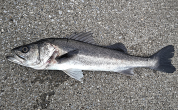 木更津港でサビキ＆泳がせ二本立て釣行【千葉】アジ10尾とスズキ70cmを確保！