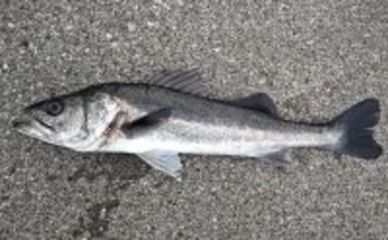 木更津港でサビキ＆泳がせ二本立て釣行【千葉】アジ10尾とスズキ70cmを確保！