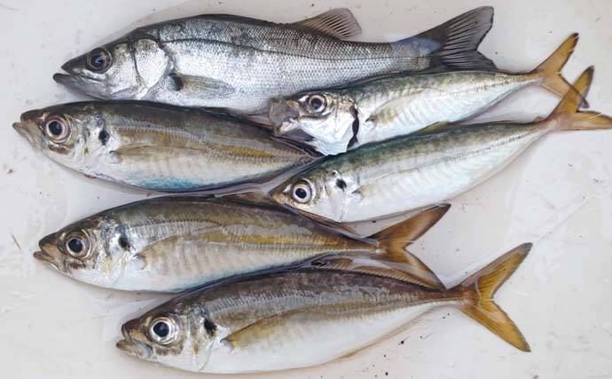 木更津港でサビキ＆泳がせ二本立て釣行【千葉】アジ10尾とスズキ70cmを確保！