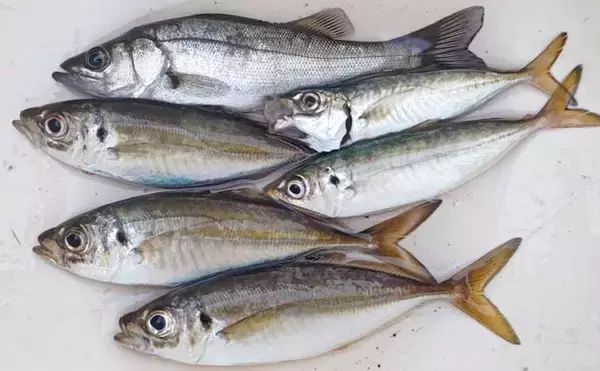 「木更津港でサビキ＆泳がせ二本立て釣行【千葉】アジ10尾とスズキ70cmを確保！」の画像