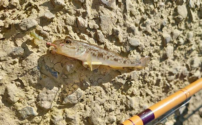 木曽川のハゼ釣りで44匹キャッチ【愛知】ウキ釣りとチョイ投げの二刀流で釣果を伸ばす