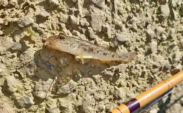 「木曽川のハゼ釣りで44匹キャッチ【愛知】ウキ釣りとチョイ投げの二刀流で釣果を伸ばす」の画像