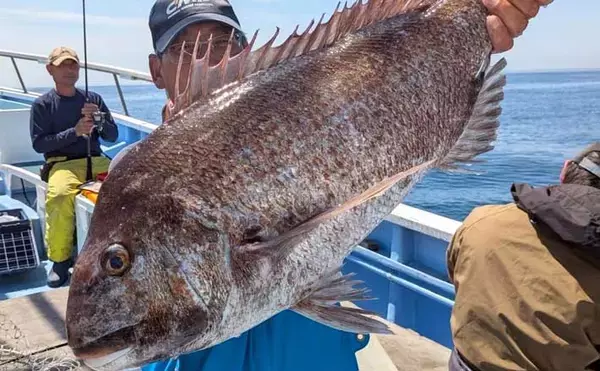 活エビでのテンヤ釣りで6kg超え大型マダイ浮上！　関東エリアの【船釣り特選釣果8選】