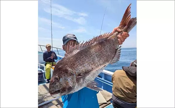 「活エビでのテンヤ釣りで6kg超え大型マダイ浮上！　関東エリアの【船釣り特選釣果8選】」の画像