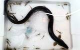 「ウナギ釣り釣果レポート：河川の橋ゲタ周りを狙って本命3匹キャッチ成功【筏川・愛知】」の画像1