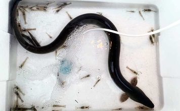 ウナギ釣り釣果レポート：河川の橋ゲタ周りを狙って本命3匹キャッチ成功【筏川・愛知】