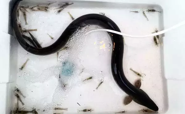 ウナギ釣り釣果レポート：河川の橋ゲタ周りを狙って本命3匹キャッチ成功【筏川・愛知】