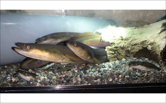 ウナギ釣り釣果レポート：河川の橋ゲタ周りを狙って本命3匹キャッチ成功【筏川・愛知】