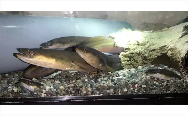 「ウナギ釣り釣果レポート：河川の橋ゲタ周りを狙って本命3匹キャッチ成功【筏川・愛知】」の画像
