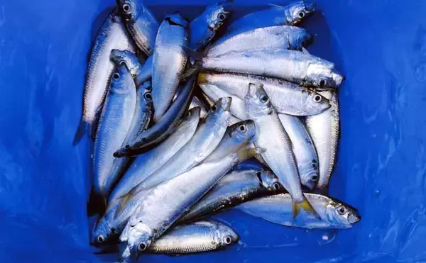 白子漁港のサビキ釣りでサッパ26匹【三重】投げサビキでブロック周りを狙い撃ち！