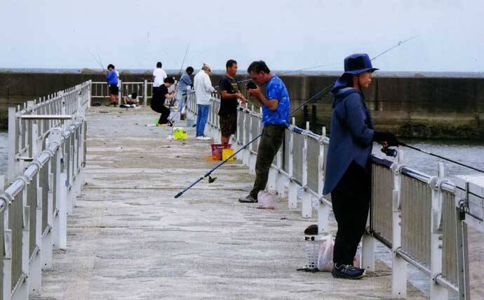 白子漁港のサビキ釣りでサッパ26匹【三重】投げサビキでブロック周りを狙い撃ち！