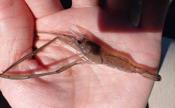 さいたま 別所沼 でのテナガエビ釣りで本命50匹 6つのコツも紹介 22年7月14日 エキサイトニュース さいたま 別所沼 でのテナガエビ釣りで本命50匹 6つのコツも紹介 22年7月14日 エキサイトニュース