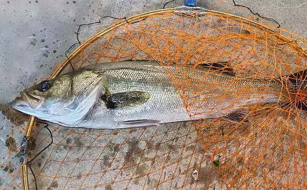 千葉県の『夢の河川』で60cm級シーバスが連発　買い物と釣りが一緒に楽しめる