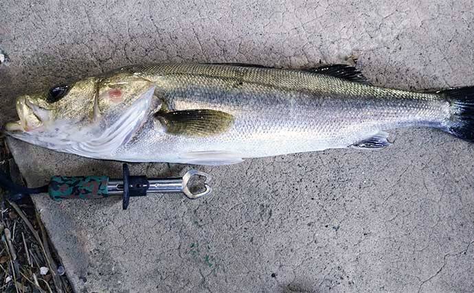 千葉県の『夢の河川』で60cm級シーバスが連発　買い物と釣りが一緒に楽しめる