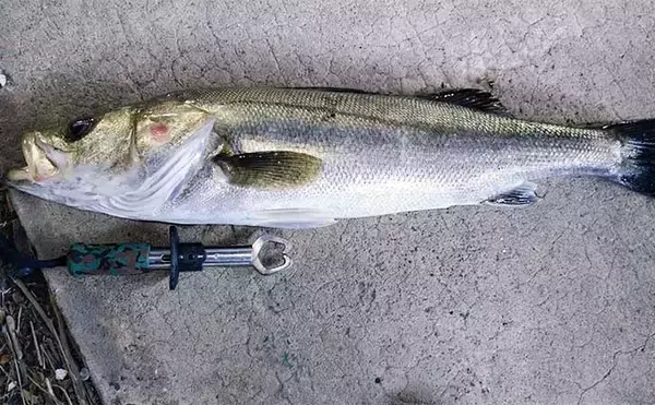 「千葉県の『夢の河川』で60cm級シーバスが連発　買い物と釣りが一緒に楽しめる」の画像