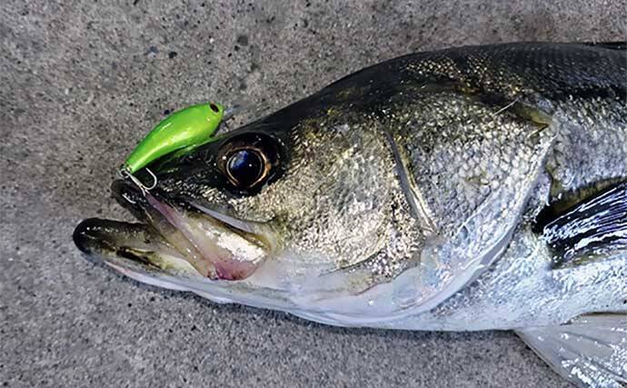 千葉県の『夢の河川』で60cm級シーバスが連発　買い物と釣りが一緒に楽しめる