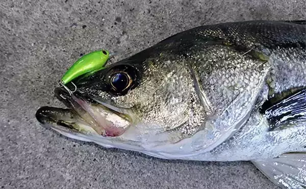 「千葉県の『夢の河川』で60cm級シーバスが連発　買い物と釣りが一緒に楽しめる」の画像