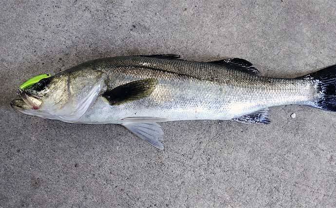 千葉県の『夢の河川』で60cm級シーバスが連発　買い物と釣りが一緒に楽しめる