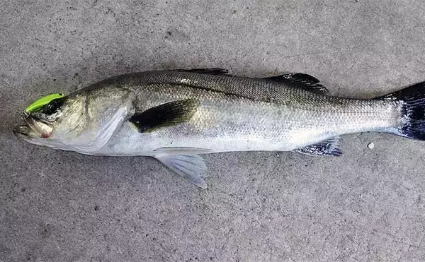 「千葉県の『夢の河川』で60cm級シーバスが連発　買い物と釣りが一緒に楽しめる」の画像