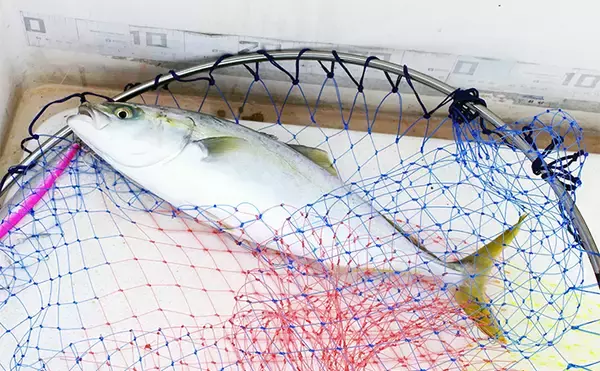 明石沖ボート釣りで青物好捕【兵庫】のませ用アジが釣れずジギング変更が奏功