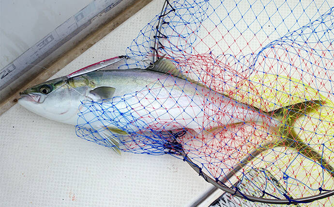 明石沖ボート釣りで青物好捕【兵庫】のませ用アジが釣れずジギング変更が奏功