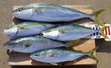 「明石沖ボート釣りで青物好捕【兵庫】のませ用アジが釣れずジギング変更が奏功」の画像5