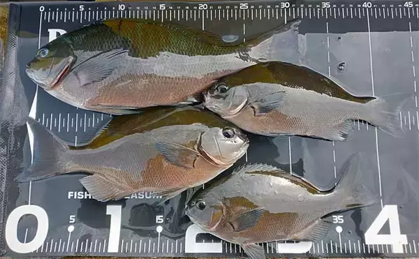 伊豆大島での堤防フカセ釣りで33cmグレと対面【元町港】サイズアップに苦戦