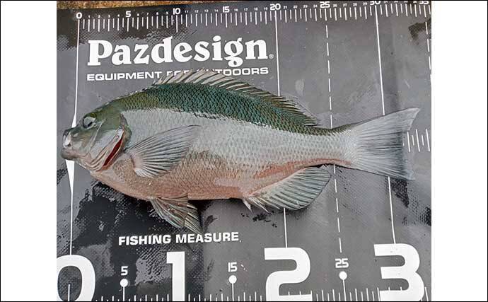 伊豆大島での堤防フカセ釣りで33cmグレと対面【元町港】サイズアップに苦戦