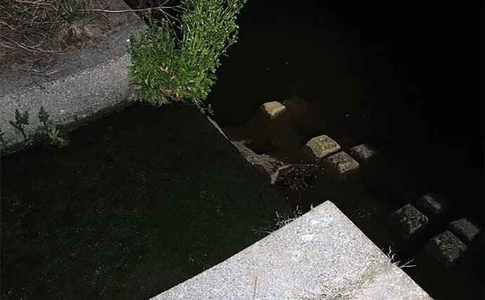 春のナマズゲーム（ルアーナマズ釣り）入門 【タックル・ルアー・釣り方を解説】