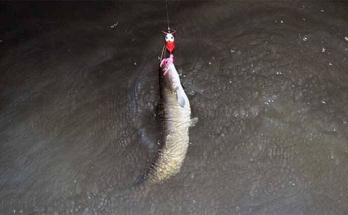 春のナマズゲーム（ルアーナマズ釣り）入門 【タックル・ルアー・釣り方を解説】