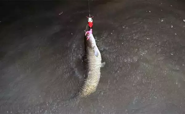 「春のナマズゲーム（ルアーナマズ釣り）入門 【タックル・ルアー・釣り方を解説】」の画像