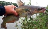 「川でのパンエサ・ウキ釣りで114cmソウギョ手中【埼玉・元荒川】ゲストにアメリカナマズ」の画像3