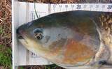「川でのパンエサ・ウキ釣りで114cmソウギョ手中【埼玉・元荒川】ゲストにアメリカナマズ」の画像8