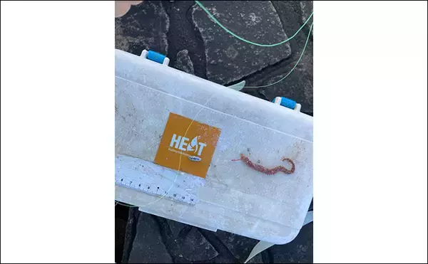 「「正月の甘露煮用の魚を釣る！」ちょい投げ釣りで14cm頭に良型ハゼを手中【三重】」の画像