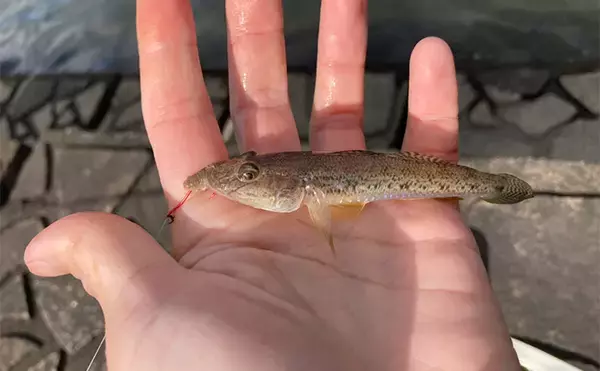 「「正月の甘露煮用の魚を釣る！」ちょい投げ釣りで14cm頭に良型ハゼを手中【三重】」の画像