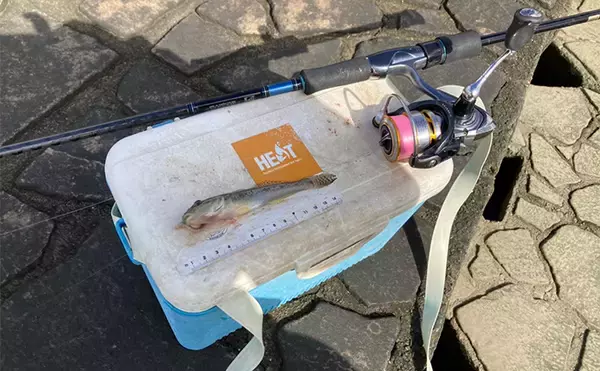 「「正月の甘露煮用の魚を釣る！」ちょい投げ釣りで14cm頭に良型ハゼを手中【三重】」の画像